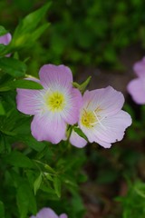 Fototapeta premium Oenothera speciosa (Momoiro hiruzaki tsukimisou) 