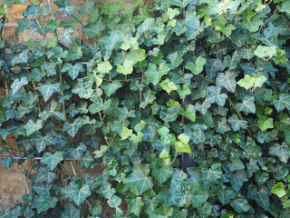 ivy plant background