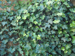 ivy plant background