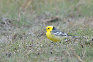 Citrine wagtail on the ground