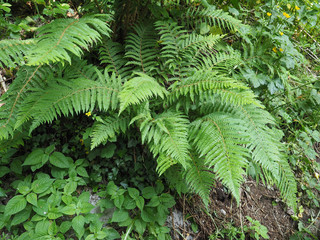 fern plant leaves