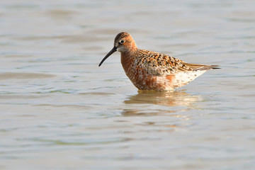 Curlew sandpiper (Caidris ferruginea)