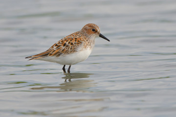 Little stint in shallow water