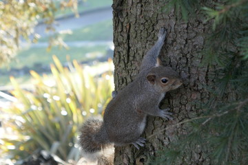 Grey squirrel