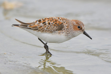 Little stint in shallow water