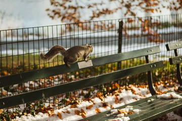 Squirrel on a park bench in Central Park, New York