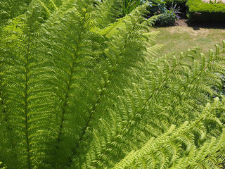 fern plant leaves
