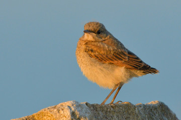Northern wheatear chick on a rock