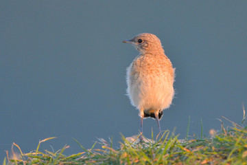 Northern wheatear chick on a rock
