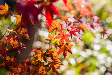 Fototapeta na wymiar Beautiful Red Japanese maple tree leaves on autumn.