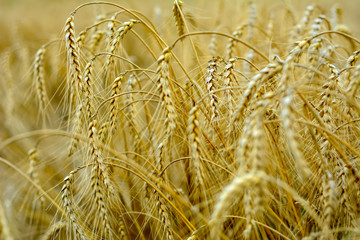 wheat field and sunny day