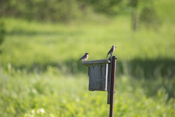 Eastern Blue Birds