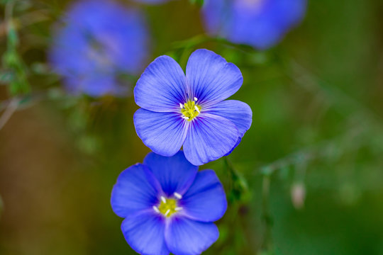 Beautiful nature scene with blooming flax flowers in sun flare