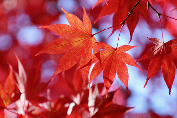 須賀川牡丹園（福島県・須賀川市）