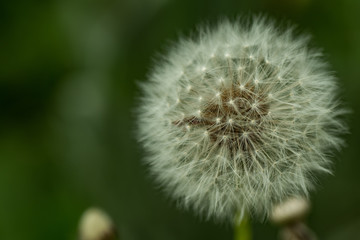 Pusteblume