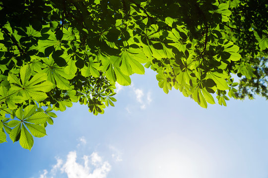 Green fresh leaves on chestnut tree with blue sky. Summer or spring background with space for text.