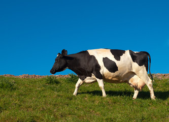 Black & White Milk cow, walking across a field, against a clear blue sky