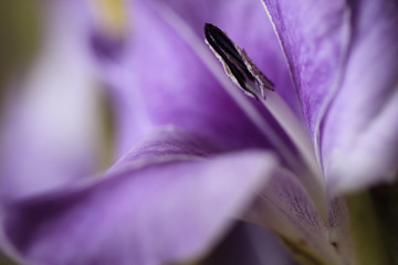 lilly