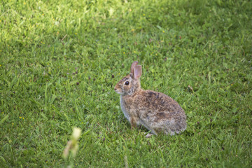 Jack Rabbit in the Grass
