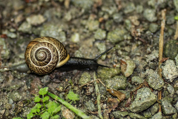 Schnecke