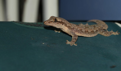 Lizards home, find food