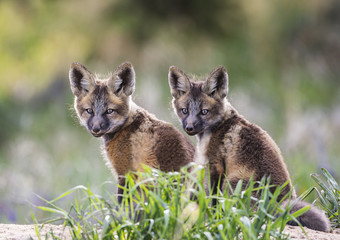 Obraz premium Pause From Play - Two red fox kit siblings pause from a fun morning of play to pose for the camera at their den. Silverthorne, Colorado.