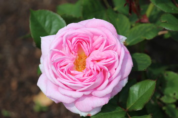 Pink rose flower head in rosarium in the Hague, the Netherlands.