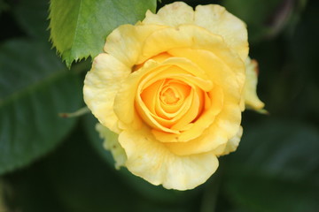 Yellow rose flowerhead flower in Rosarium in park in The Hague, the Netherlands