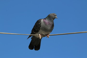 Pigeon on a wire