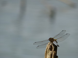 Libelle auf einem Stück Totholz am See