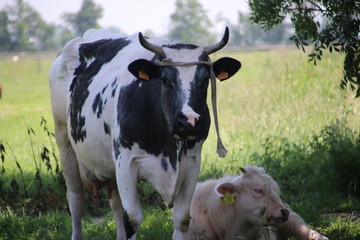 White black head of a cow in the meadow in the Netherlands.