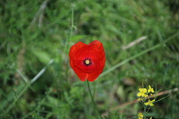 Obraz premium siingle flower head of a poppy in the sun along the road in the Netherlands.