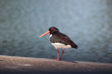 oyster catcher at the dock of a harbor in Rotterdam the Netherlands