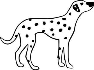 Dalmation Dog
