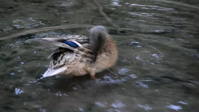 Anas platyrhynchos, mallard, female, duck