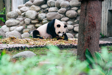 panda
