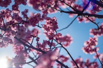 春の桜