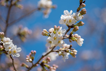 Obraz premium 春の桜