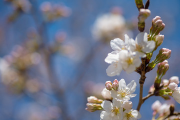 春の桜