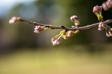 春の桜