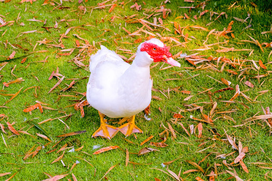 White call Duck on the green grass.