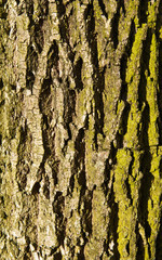 Tree Trunk with Mosses or Lichens