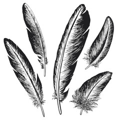 The set of natural feather bird, hand drawn vector illustration.