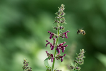 Bee