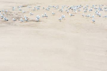 A lot of  seagulls on the sand of beach of Lake Michigan. Space for text