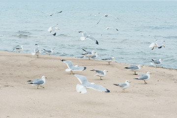 A lot of  seagulls on the beach of Lake Michigan. Space for text