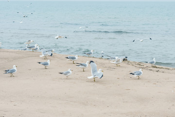 A lot of  seagulls on the beach of Lake Michigan. Space for text