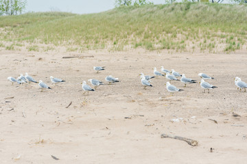 A lot of  seagulls on the beach of Lake Michigan. Space for text