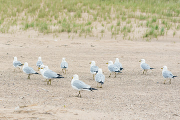 A lot of  seagulls on the beach of Lake Michigan. Space for text