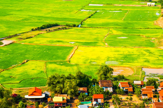 Beatiful green rice fields near Phnom Krom Village, Siem Reap, Cambodia